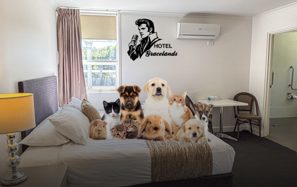 Best Pet-Friendly Hotels in Parkes